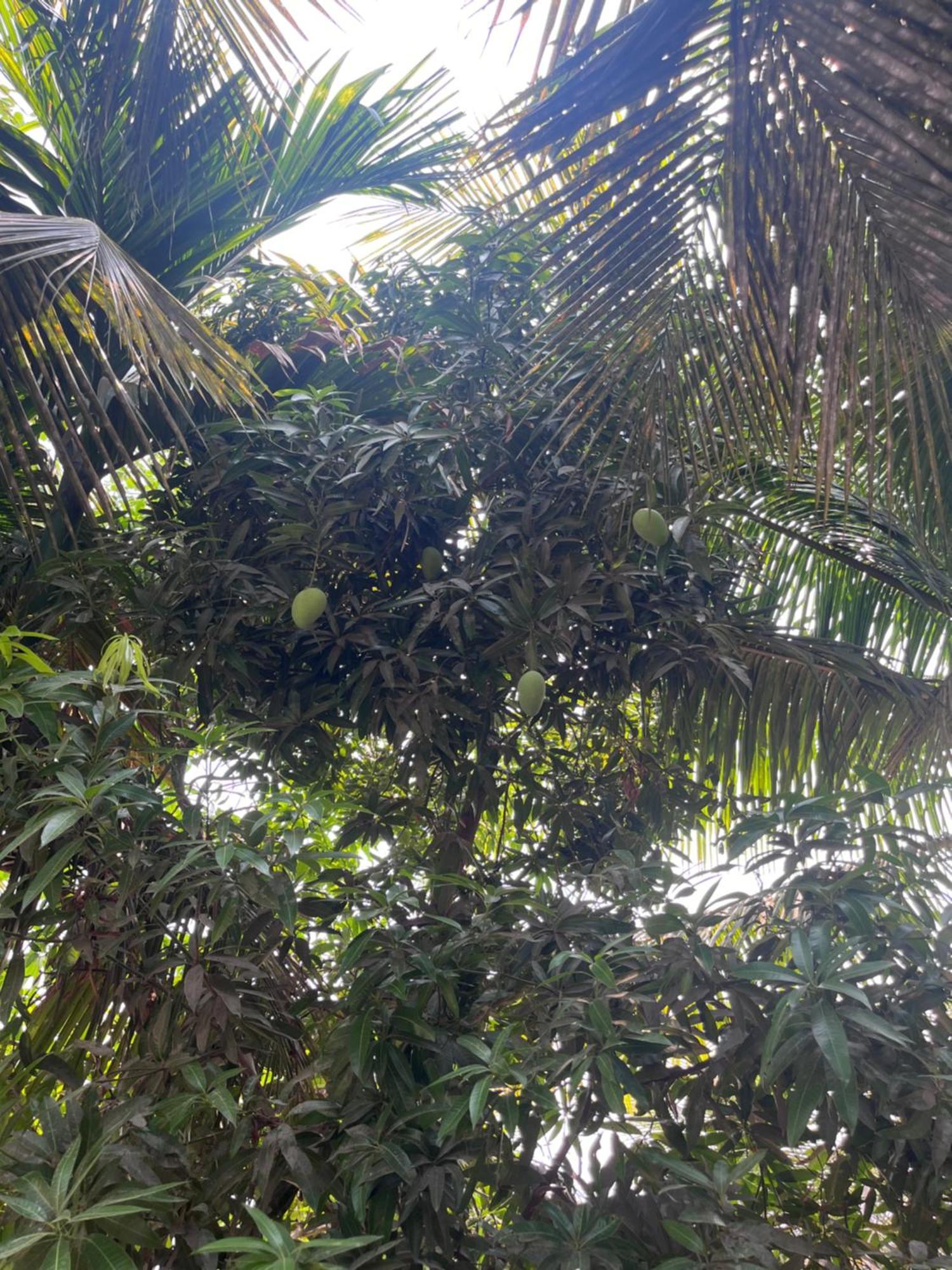 Seanest Hotel Alibag Luaran gambar